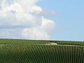 Vineyard near Landreville P1130625